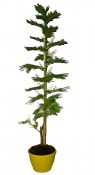 Stromek mimosa 75 cm (1/2)