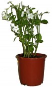 Tabákovník - Nicotiana  (1/2)
