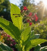 Tabákovník - Nicotiana  (2/2)
