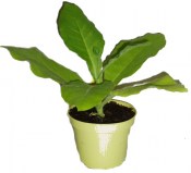 Tabákovník - Nicotiana (1/2)