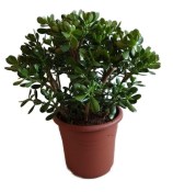 Crassula ovata tlustice XXL 