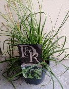 Tráva Carex Ever lime (1/2)