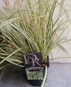 Tráva Carex Ever gold (1/2)
