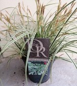 Tráva Carex Everest (1/2)
