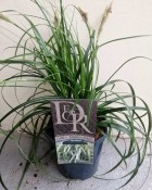 Tráva Carex Ribbon Fails (1/2)