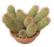 Trichocereus grandiflorus - Trichocereus velkokvětý č.14