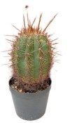 Trichocereus pasacana - Echinopsis atacamensis č.17
