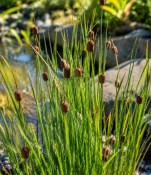 Vodní rostliny - Typha minima (Orobinec nejmenší) (3/3)