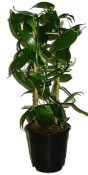 Vanilka Vanilkovník Vanilla planifolia velká