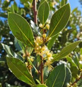 vavrin-laurus-nobilis-bobkovy-list-strom-na-kminku-velky (2/2)