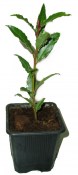 Vavřín - laurus nobilis - bobkový list (1/2)