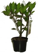 vavrin-laurus-nobilis-kerik-na-kminku (1/2)