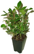 vavrin-laurus-nobilis-minimalne-7-rostlin