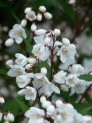 Venkovní keř - Deutzia scabra bílá - Trojpuk (1/2)