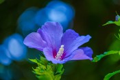 Venkovní keř - Hibiscus Syriacus - fialový (1/2)