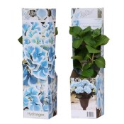 Venkovní keř - Hortensie - Hydrangea mac Bavaria Blue modrá (1/2)