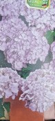 Venkovní keř - Hortensie - Hydrangea anomala petiola bílá (1/2)