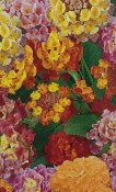 Venkovní keř - Lantana camara - verbena na kmínku (1/3)