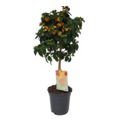 Venkovní keř - Lantana camara - verbena na kmínku (3/3)