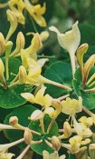 Popínavá rostlina - keř - Lonicera caprifolium - Zimolez (1/2)