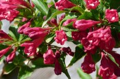 Venkovní keř - Weigela červená bristol ruby (1/2)