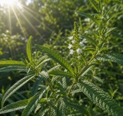 Verbena Citrónová - aloysia triphilla (2/2)