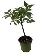 Verbena Citrónová - aloysia triphilla (1/2)