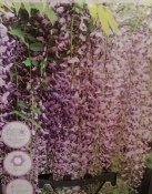 Vistárie - Wisteria sinensis Naga noda - růžová (1/2)
