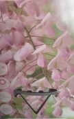 Vistárie - Wisteria floribunda rosea (1/2)