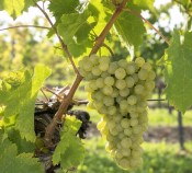 vitis-vinifera-bily  (2/2)