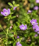 Vodní rostliny - Bacopa Caroliniana (2/2)