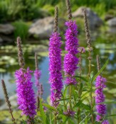 Vodní rostliny - Lythrum salicaria (Keprej vrbice) (2/2)