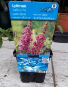 Vodní rostliny - Lythrum salicaria (Keprej vrbice) (1/2)