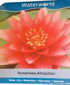 Vodní rostliny - Nymphaea Attraction (Leknín růžovobílý) - box (1/3)