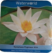 Vodní rostliny - Nymphaea Pygmaea Alba (Leknín bílý) - box (1/3)