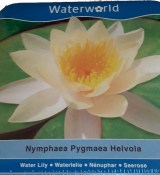 Vodní rostliny - Nymphaea Pygmaea Helvola (Leknín žlutý) - box (1/3)