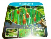 Vodní rostliny - Typha minima (Orobinec nejmenší) (1/3)