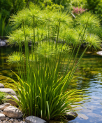 Vodní rostliny - Cyperus alternifolius (Papyrus střídavolistý) (1/2)