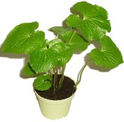 Wasabi - pravý japonský křen (1/2)