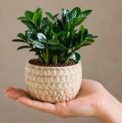 Zamioculcas Zenzi - zamiokulkas zakrslý (2/2)