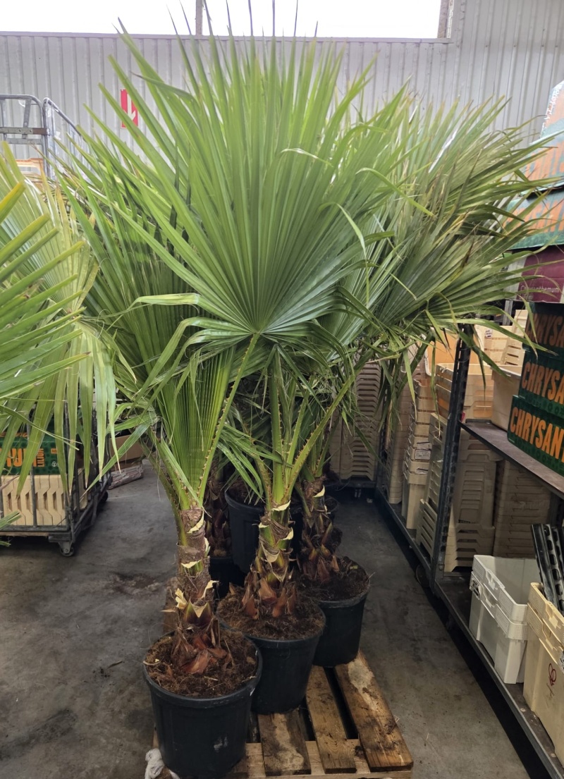 Palma Washingtonea robusta
