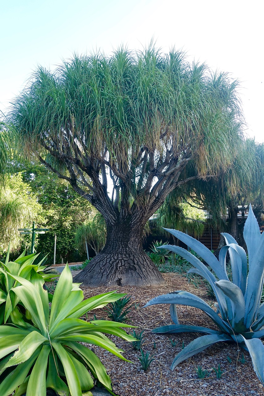 Rostlina Baobab výška 100 cm - nezasíláme - pouze na prodejně