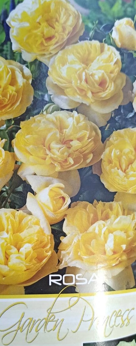 Růže keřová - Garden princess žlutá
