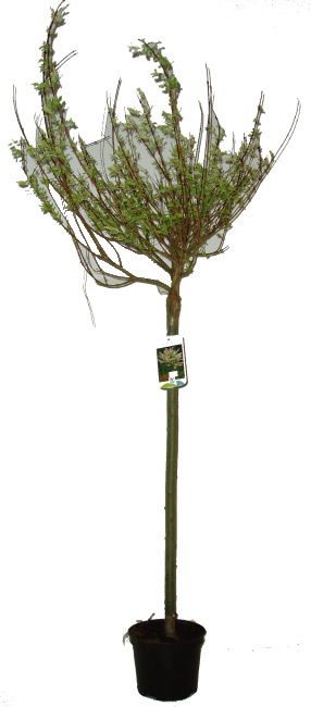 Salix gracylistila - keř 40 cm
