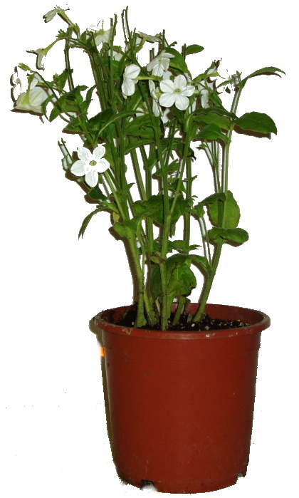 Tabákovník - Nicotiana 