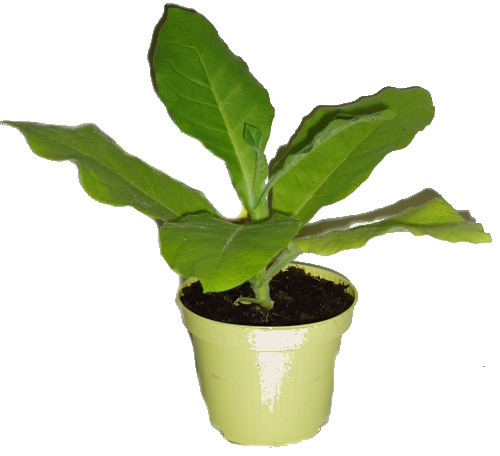 Tabákovník - Nicotiana