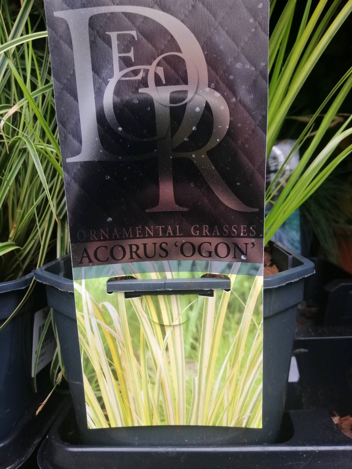 Tráva Acorus Ogon větší