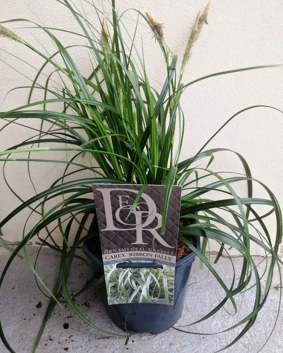Tráva Carex Ribbon Fails