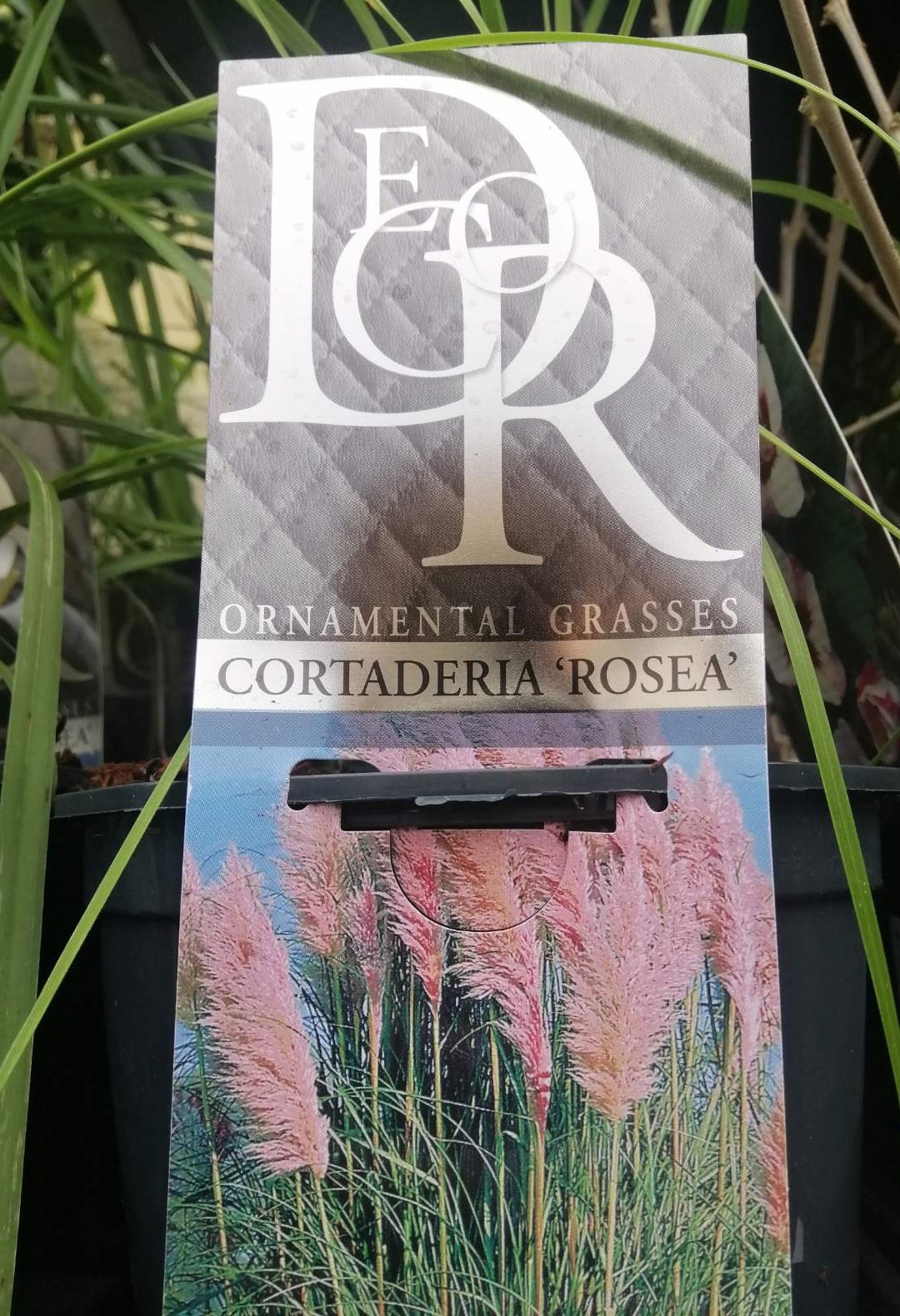 Tráva Cortaderia Rosea