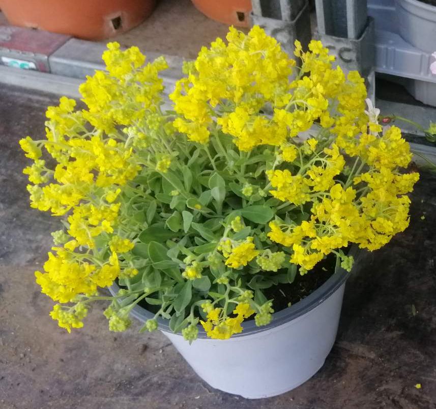 Trvalka Alyssum